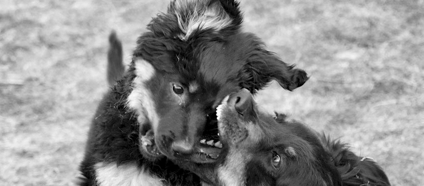 Welpe und erwachsener Hovawart beim Spiel