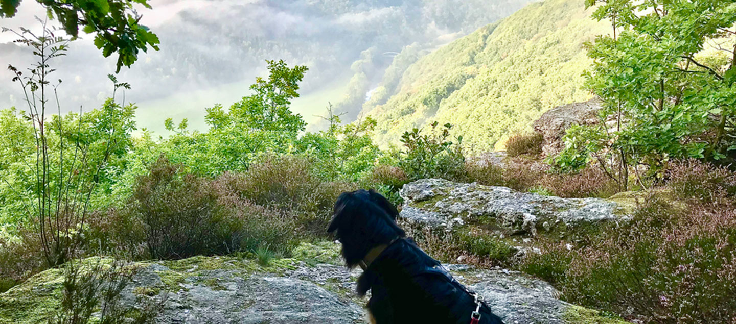 Hovawart in der Eifel bei einer Wanderung