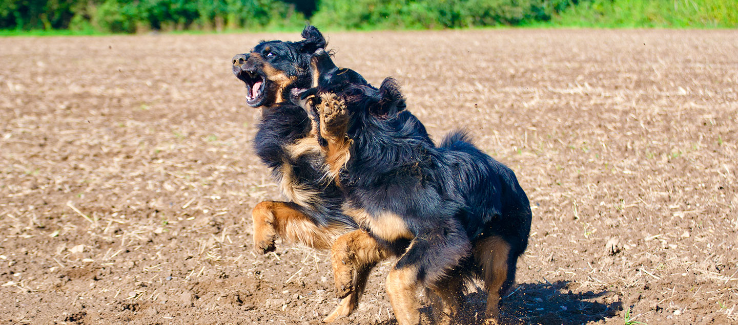 zwei wild spielende Hovawarte auf dem freien Feld
