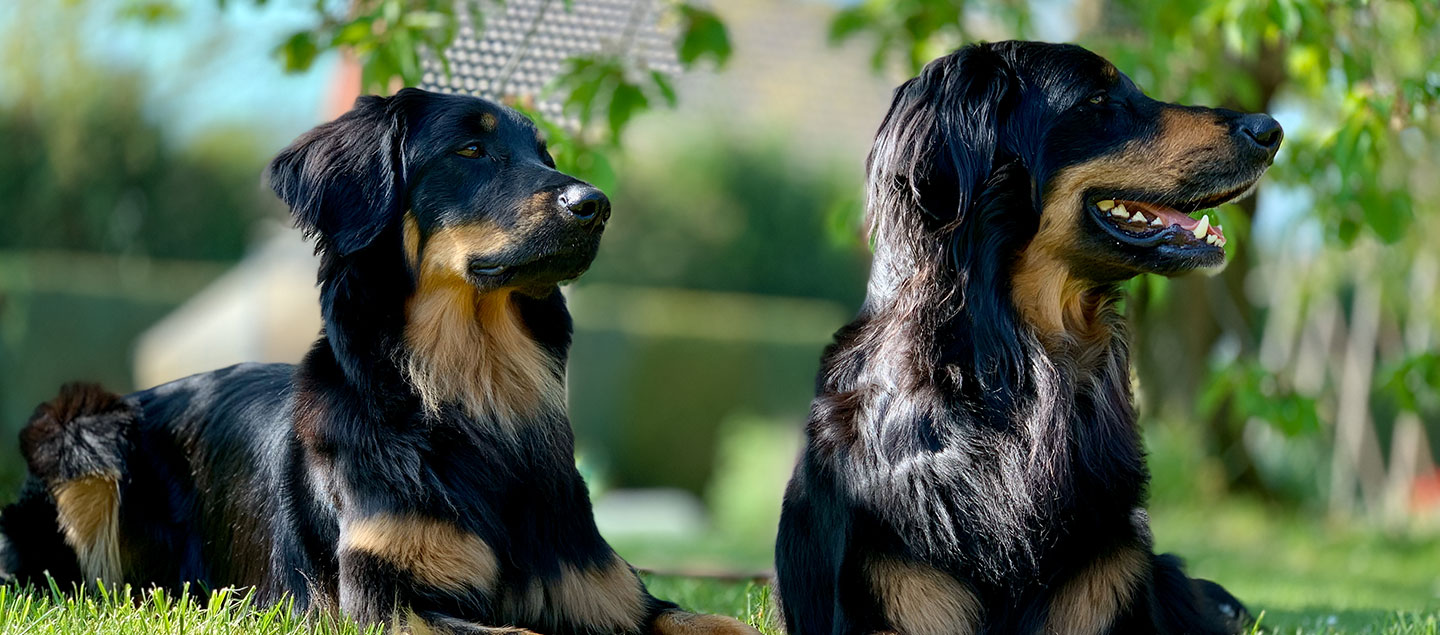 Zwei Hovawarte im Gaten unter einem Baum