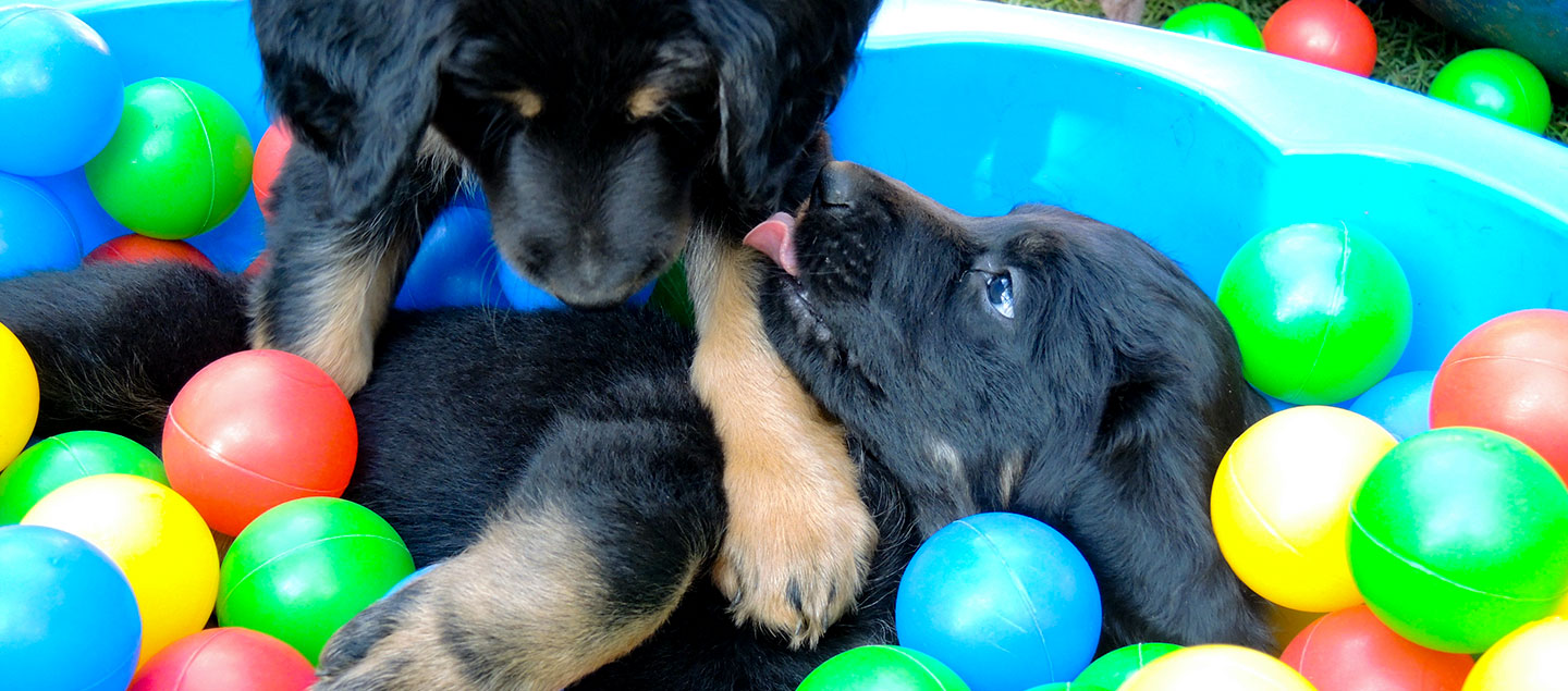 Spielende Hovawart Welpen in einem Bellebad