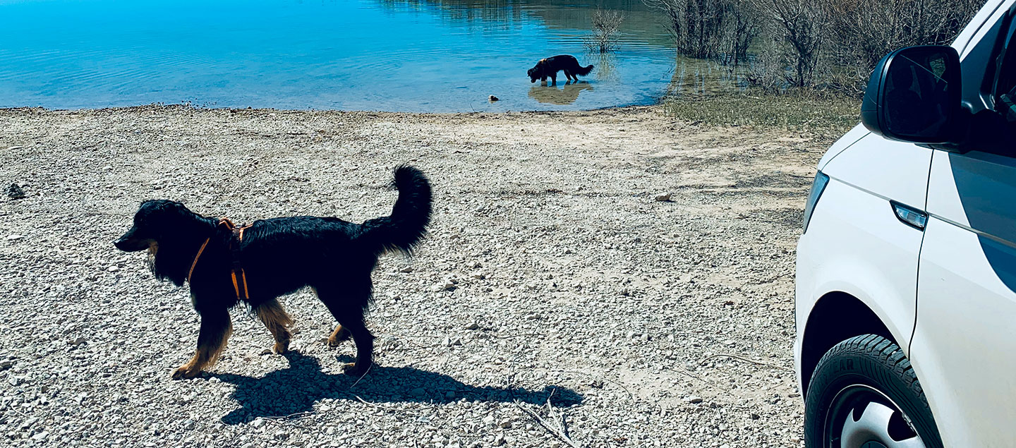 Zwei Hovawarte und ein VW am See im Urlaub