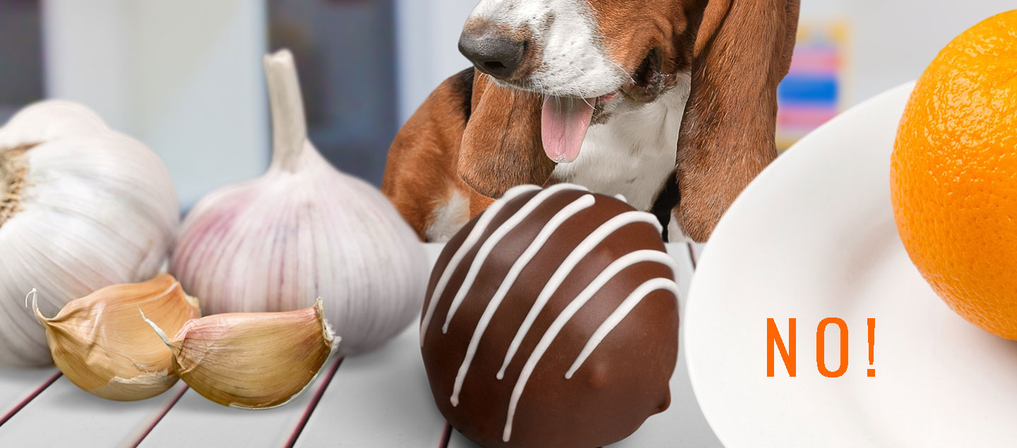 Hund vor Sachen, die für ihn giftig sind