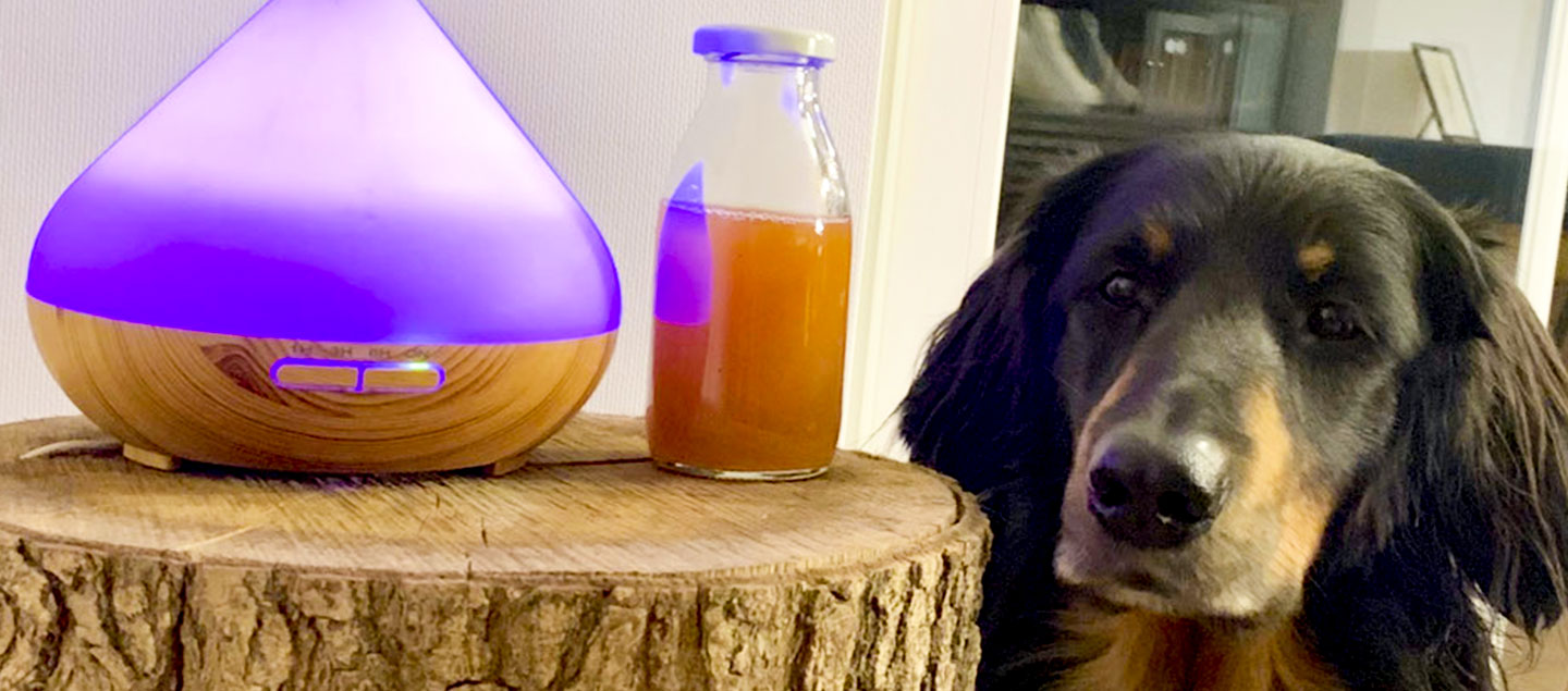 Hovawart mit Sodbrennen vor dekorativen Hintergrund mit Diffuser und Ulmenrinde