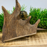 Stück Elchgewih für den Hund vor dekoratibem Hintergrund