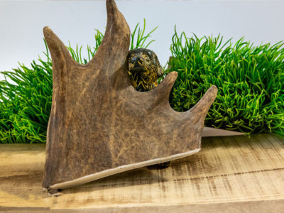 Stück Elchgewih für den Hund vor dekoratibem Hintergrund