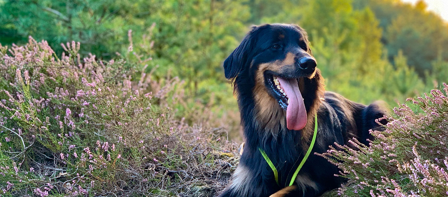 Hovawart in der Lüneburger Heide mit einem Brustgeschirr von hovawart.rocks