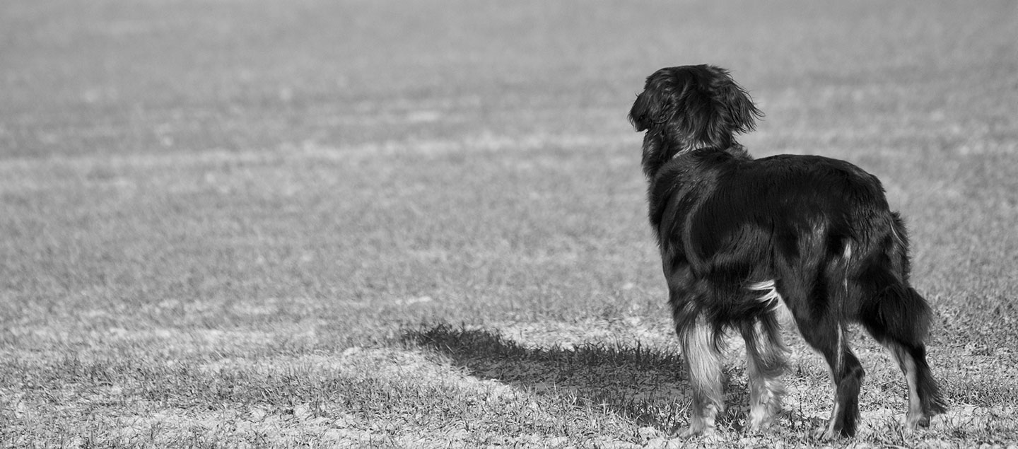 Schwarzweiß Bild esines Hovawarts auf dem Feld