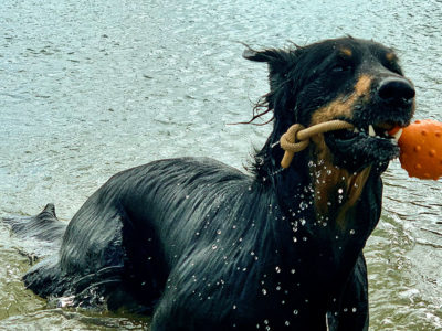 Hovawart mit einem Wasserspielzeug in einem See