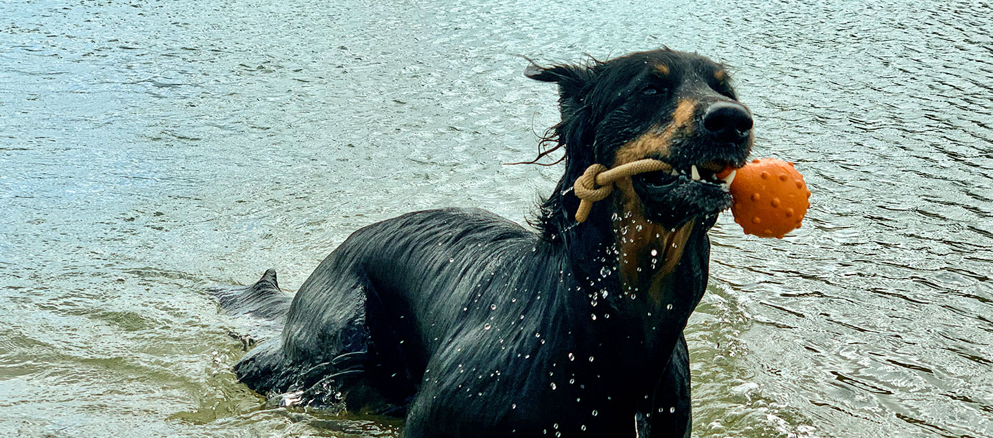 Hovawart mit einem Wasserspielzeug in einem See