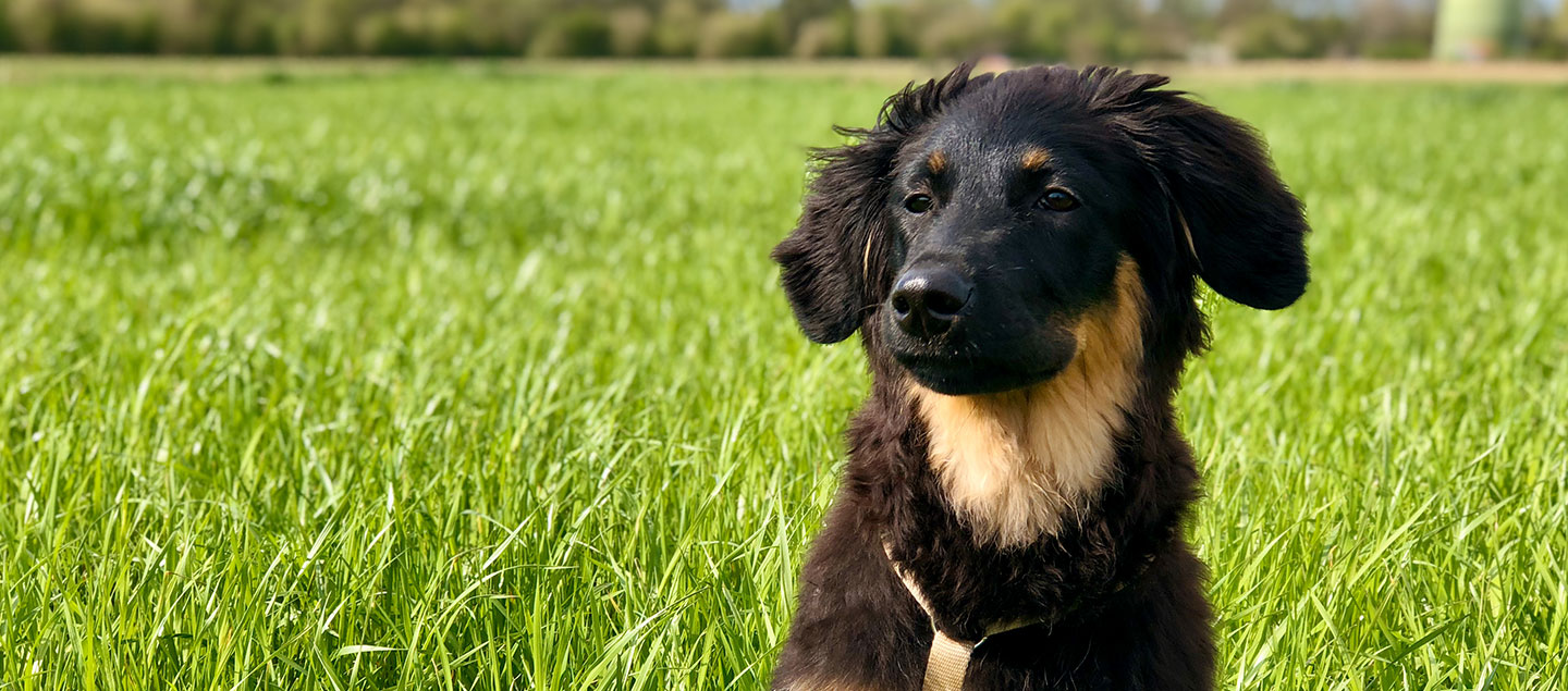 Hovawart Welpe im Feld an einem sonnigen Tag