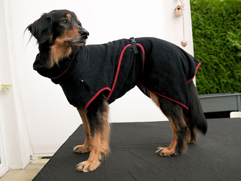 Hundebademantel_Hovawart Hovawart mit schwarzem Bademantel