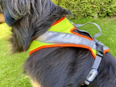 Nachtgeschirr mit LED an einem Hovawart