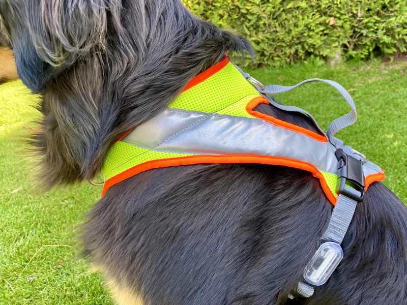 Nachthundegeschirr1 Nachtgeschirr mit LED an einem Hovawart