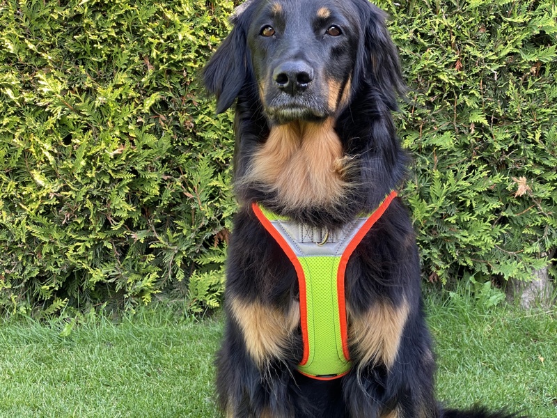 Nachthundegeschirr2 Fun Run Night Hundegeschirr