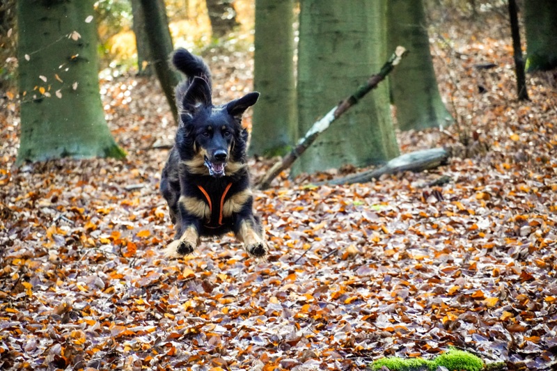 springender Hovawart