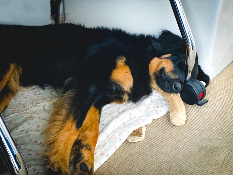 schlafender Hovawart