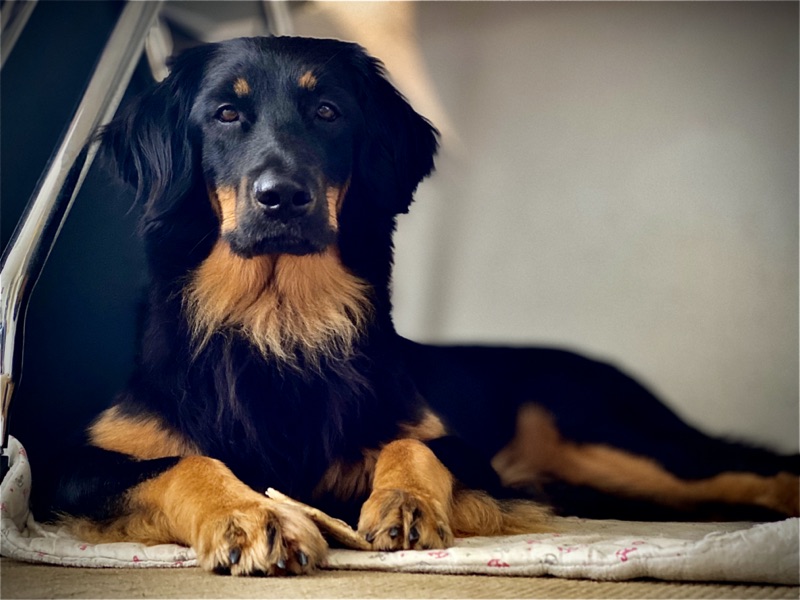 bildschöner Hovawart