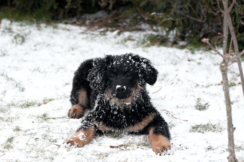 Hovawart im Schnee