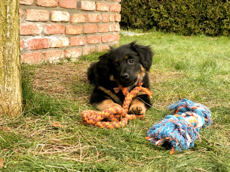 Hovawart Welpe spielt