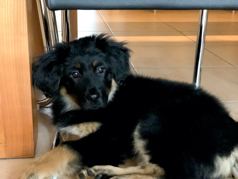 Hovawart Welpe unter einem Stuhl