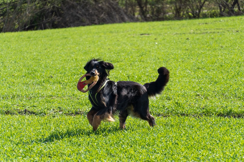 Zerrspielzeug_Hovawart_Frisbee3