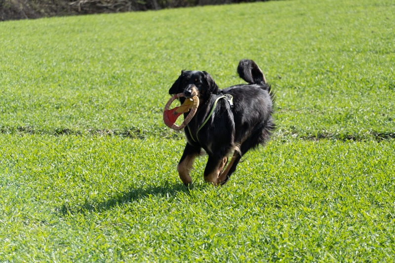 Zerrspielzeug_Hovawart_Frisbee4 Sehr stabiles Wurf- und Zerrspielzeug für den Hovawart