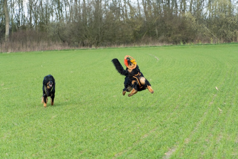 Zerrspielzeug_Hovawart_Frisbee6 Sehr stabiles Wurf- und Zerrspielzeug für den Hund
