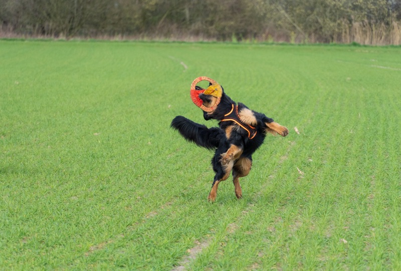 Zerrspielzeug_Hovawart_Frisbee7