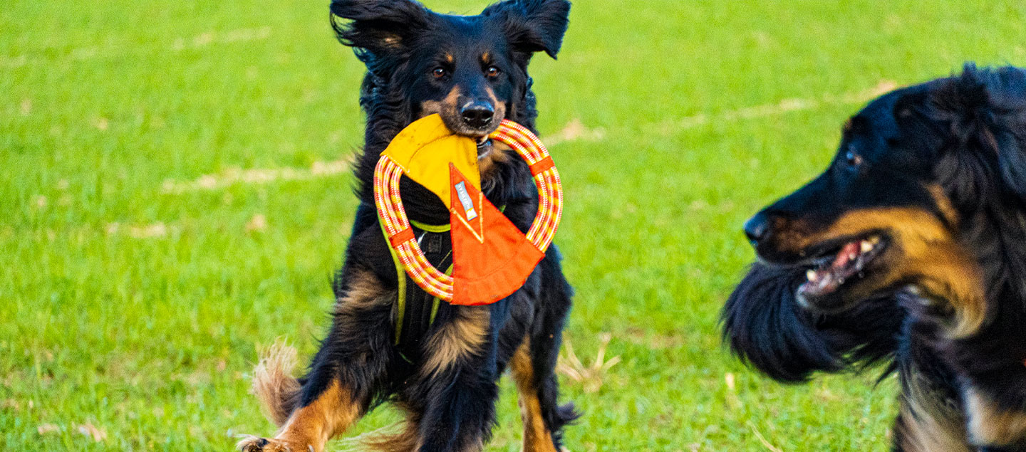 2 Hovawarte beim Spiel mit einer Frisbee