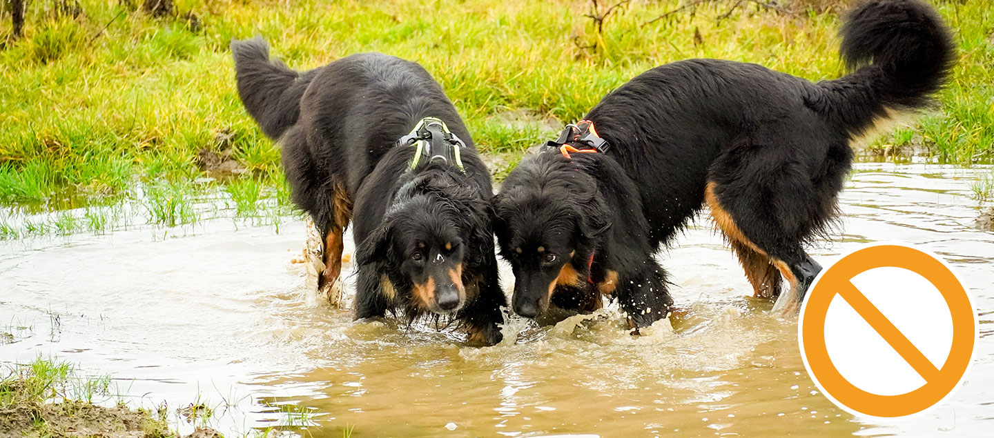 Zwei Hovawarte die aus einer Pfütze saufen