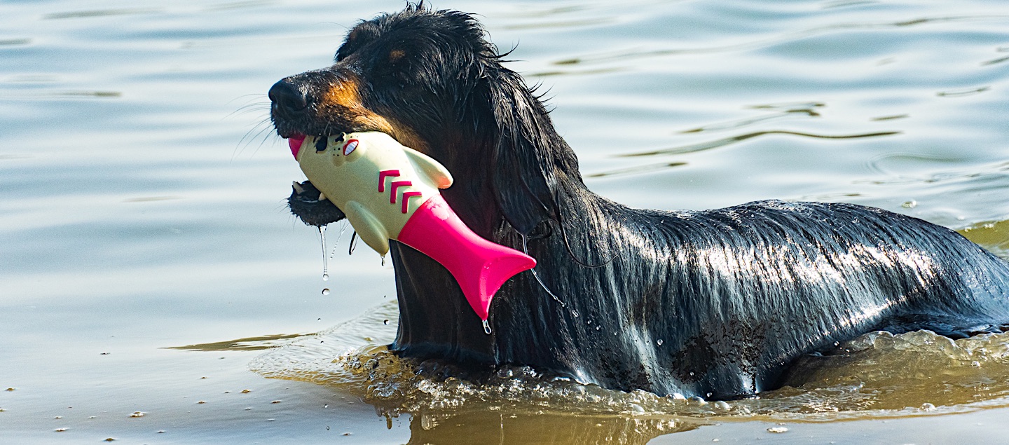 Hovawart im See mit Wasserspielzeug