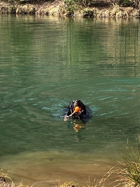 KD_Fotos2 Hovawart mit Schwimmspielzeug