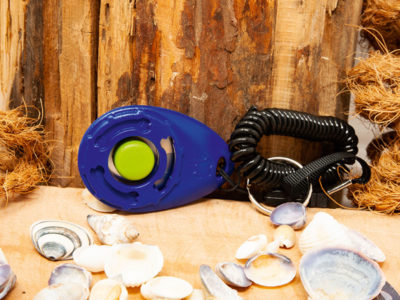 Hundeclicker vor dekorativem Hintergrund