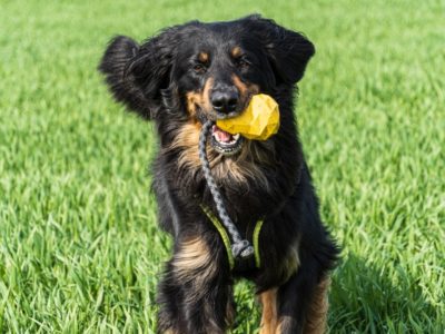 Hovawart mit einem gelben Hundespielzeug auf einer grünen Wiese