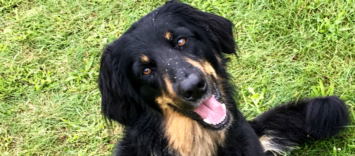 Aggressiver Hovawart