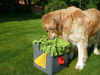 Hovawart Nasenarbeit