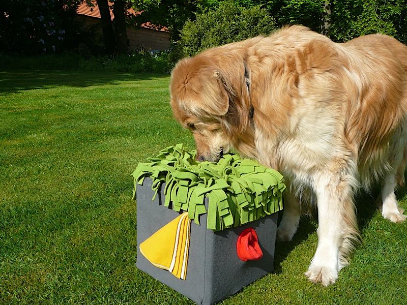 KD_Fotos_hovawart_rocks1 Hovawart Nasenarbeit