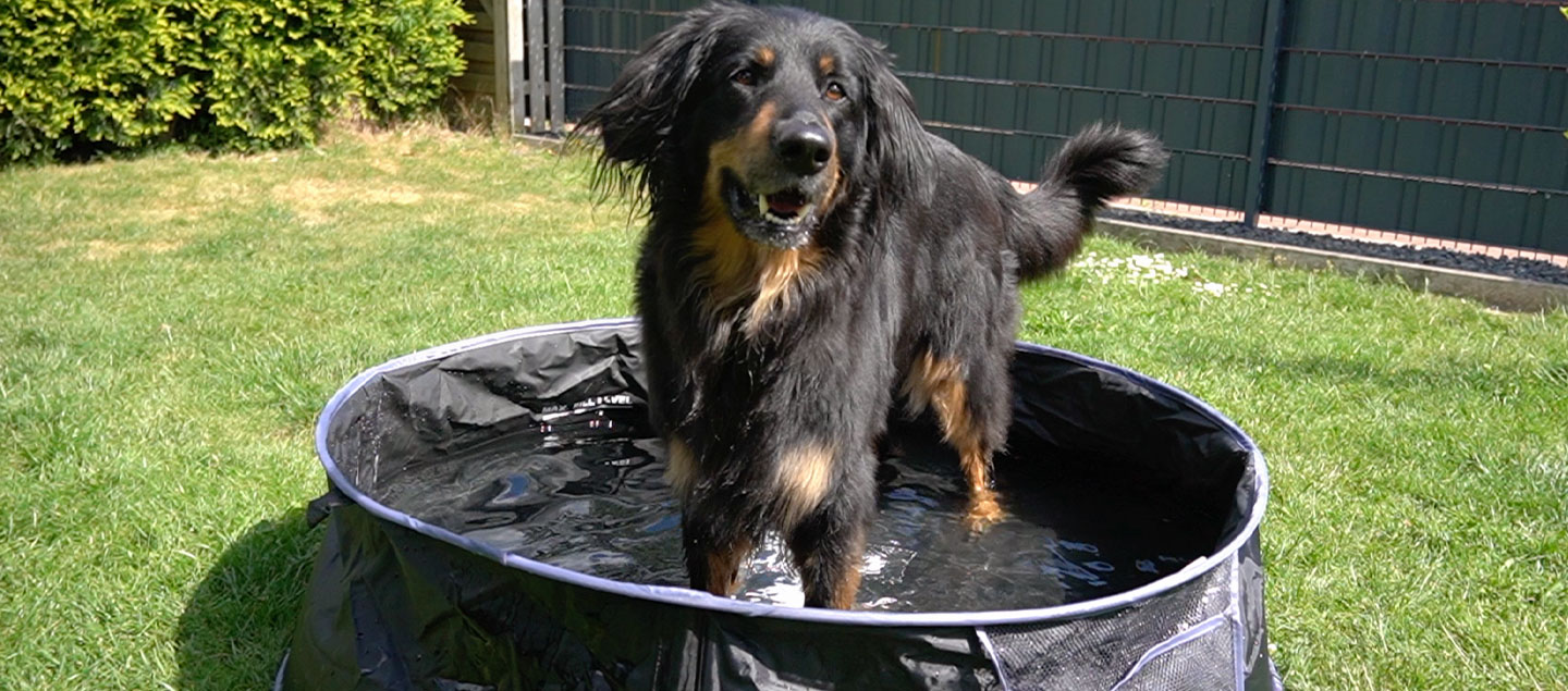 Hovawart im Hunde Pool