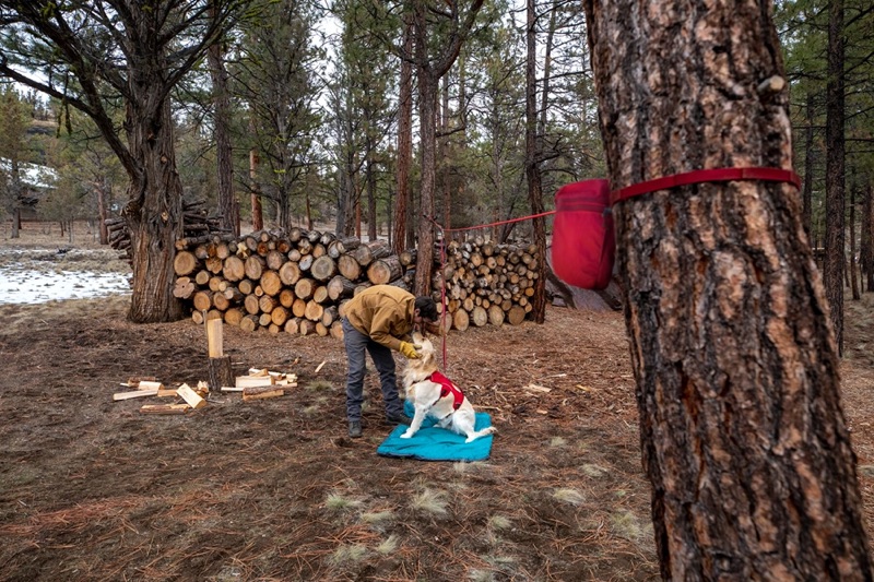 SF_Knot_a_hitch_hovawart1