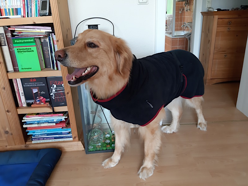 KD_Fotos_Hovawart_220720204 Hovawart mit Bademantel im Haus