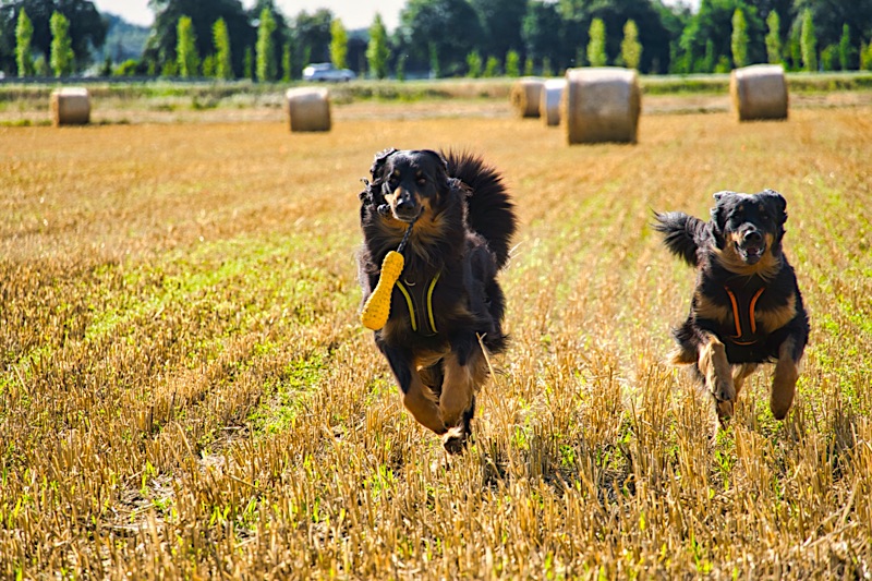 Ruffwear_Fling_Fetch_L_Hovawart1 Hovawart mit Spielzeug