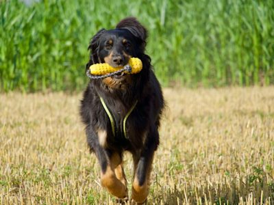 Spielzeug für den Hovawart
