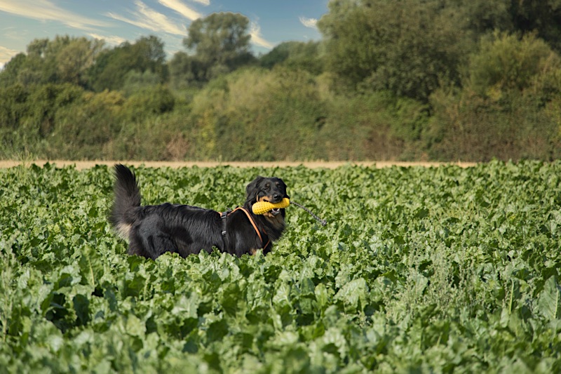 Ruffwear_Fling_Fetch_L_Hovawart4 Hovawart auf dem Feld mit seinem extrem stabilen Hundespielzeug von hovawart.rocks