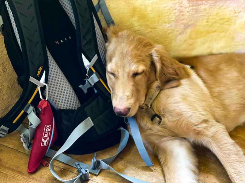 SF_Napf_Kurgo_800x600