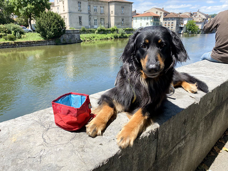 SF_Napf_Zippy_800x600 Der Wasernapf für unterwegd