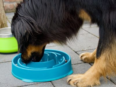 Hovawart mit Anti Schlingnapf