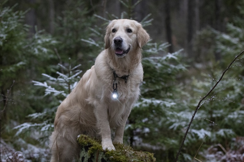 hovawart_dog_safety_light_orbiloc2 Hund mit Doglight