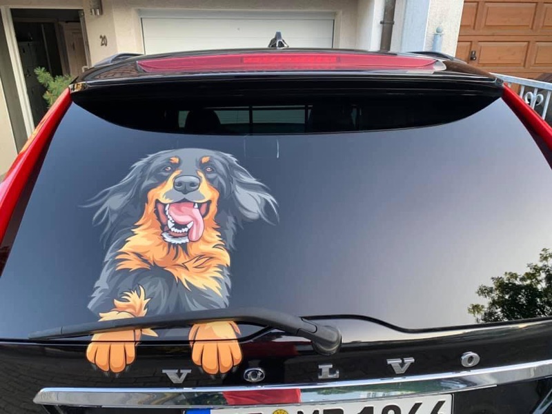 KD_Fotos_hovawart_rocks2 Hovawart Tattoo auf einem Auto