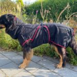 Hovawart mit Bademantel vor einem Teich